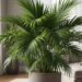 A vibrant, healthy Majesty Palm plant stands tall in a modern, sunlit living room, its feathery fronds creating a lush, tropical ambiance. The room is decorated with subtle, warm tones, emphasizing the palm as a focal point, suggesting a serene indoor garden.