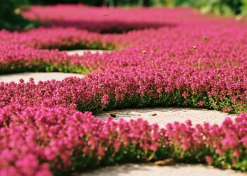 A blooming red creeping thyme lawn replacing traditional grass, with tiny magenta flowers, bees hovering, and stepping stones embedded in a sunlit garden.