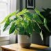 Beautiful arrowhead plant with vibrant green leaves placed indoors near soft natural light — ideal care conditions for healthy growth