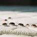 Close-up photo of small insects on a mattress seam, including bed bug look-alikes like carpet beetles, bat bugs, and spider beetles.