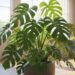 A vibrant, healthy Swiss Cheese Plant (Monstera deliciosa or adansonii) with large, glossy, fenestrated leaves, placed in a well-lit living room, symbolizing lush indoor gardening and easy plant care.