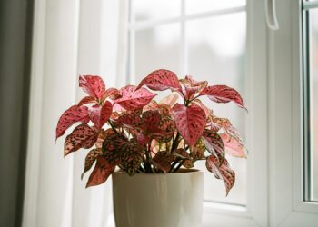 Beautiful polka dot plant with pink-spotted leaves in a cozy indoor setting near a window, perfect example of healthy hypoestes care.