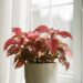 Beautiful polka dot plant with pink-spotted leaves in a cozy indoor setting near a window, perfect example of healthy hypoestes care.